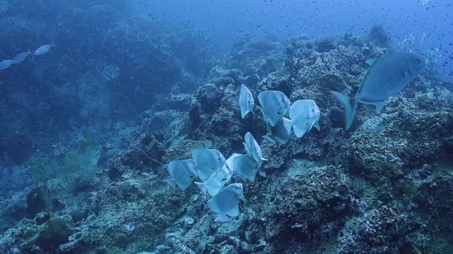 Group of Batfish queue up and change color over a cleaning station in the Gulf of Thailand.