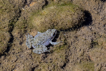 Frogs in their natural habitat.