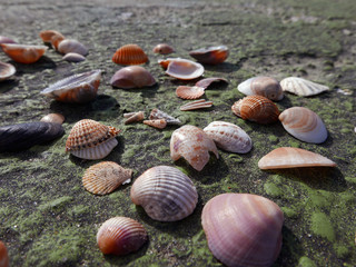 conchiglie colorate in riva al mare in inverno