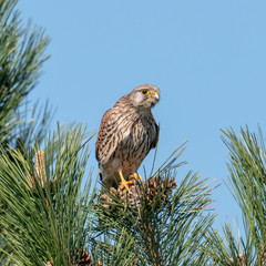 Kestrel female sits fluffed on a pine tip