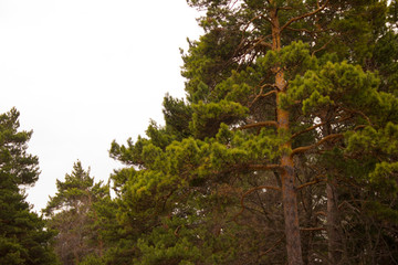 pine