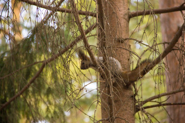 Fototapeta premium squirrel