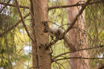 squirrel
