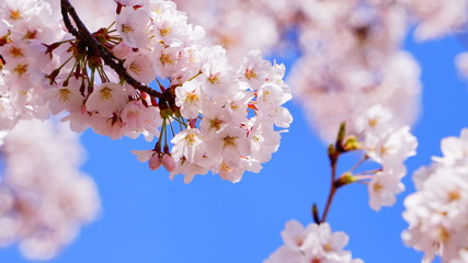 青空と満開の桜