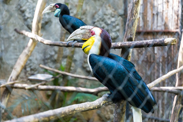 Yellow Billed Hornbill Great hornbill in cage, Great indian hornbill, Great pied hornbill, Hornbill, focus on eyes.