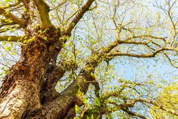 Tree with green treetop