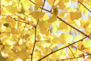 ginkgo leave in autumn season Japan