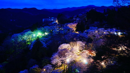 吉野山の桜ライトアップ