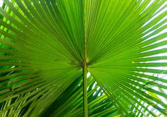 Fototapeta premium Green Sugar palm leaf background