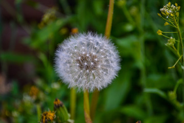 White dandelion on a green grass field close-up