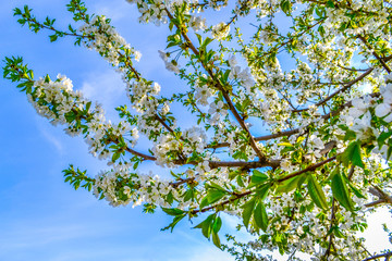 Blossoming cherry on a background of blue sky