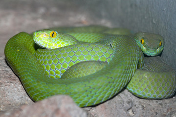 snake (green pit viper) sleep on the rock at thailand