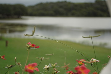 flowers on lake