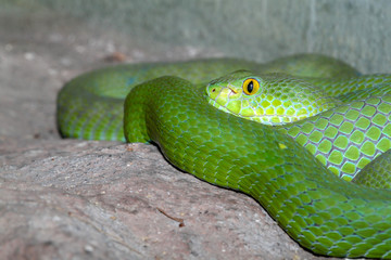 snake (green pit viper) sleep on the rock at thailand