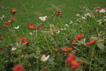 poppies in a field