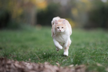 cream tabby maine coon cat running towards camera in the garden