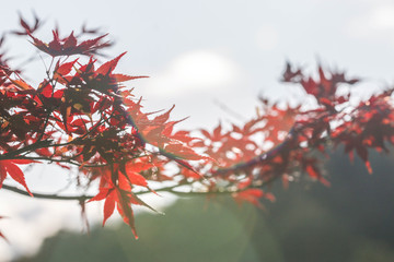 red maple leaves in autumn season Japan