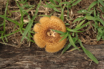 mushroom in grass