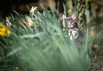 blue tabby maine coon cat hiding in high grass looking at camera