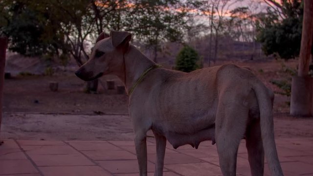 Malnourished Dog