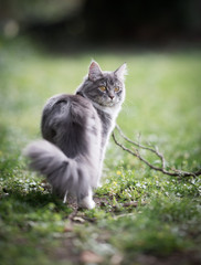 Naklejka na ściany i meble blue tabby maine coon kitten in the garden looking back over shoulder observing the area