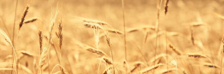 Obraz premium Sunny golden wheat field, ears of wheat close up background