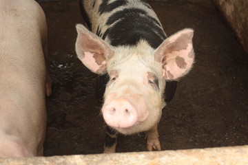 pig on farm