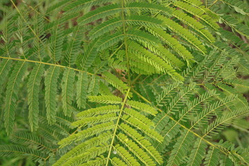 closeup of green leaf
