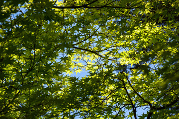 green leaves of tree