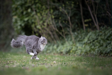 side view of a blue tabby maine coon cat running in  the back yard