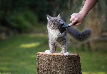 front view of a blue tabby maine coon kitten standing on a tree stump in the garden gets groomed...