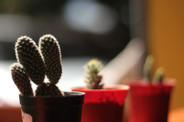 cactus in pot
