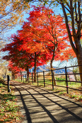 red maple leaves in autumn season Japan