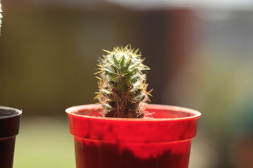 cactus in pot