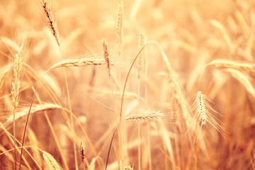 Sunny golden wheat field, ears of wheat close up background