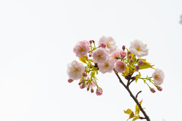 Cherry blossom in spring for background or copy space for text