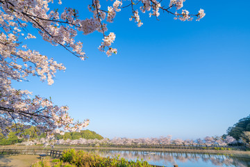 ハナショウブ 香川県亀鶴公園 Wall Mural Wallpaper Murals Kozo