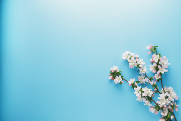 Blooming spring sakura on a blue background with space for a greeting message. The concept of spring and mother's day. Beautiful delicate pink cherry flowers in springtime