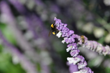 abejorro en salvia 1