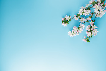 Fototapeta na wymiar Blooming spring sakura on a blue background with space for a greeting message. The concept of spring and mother's day. Beautiful delicate pink cherry flowers in springtime
