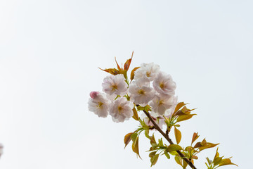 Cherry blossom in spring for background or copy space for text