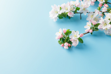 Blooming spring sakura on a blue background with space for a greeting message. The concept of spring and mother's day. Beautiful delicate pink cherry flowers in springtime