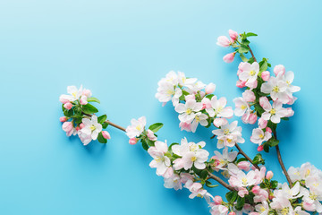 Fototapeta na wymiar Blooming spring sakura on a blue background with space for a greeting message. The concept of spring and mother's day. Beautiful delicate pink cherry flowers in springtime