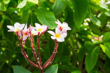 Close up of frangipani flower or Leelawadee flower on the tree