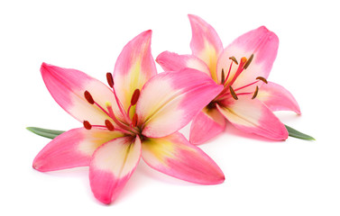 Pink lily flower. - obrazy, fototapety, plakaty