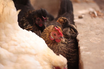 hen and chickens