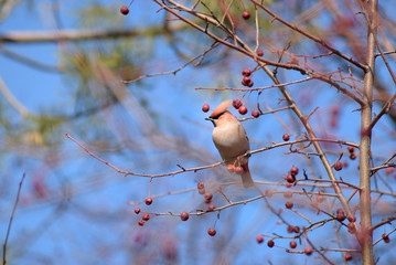 The Waxwing on Apple tree branch. Early spring. Siberia.