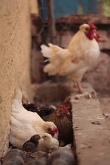 hen and chickens