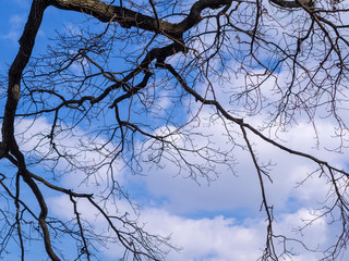 branches of a tree without leaves against the sky