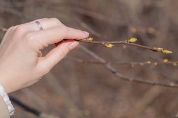 first spring, buds and branches in a woman's hand